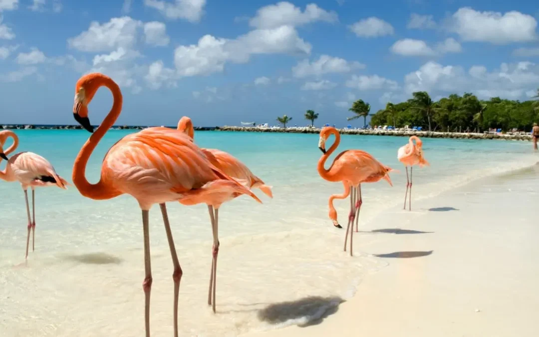 Aruba: One Happy Island