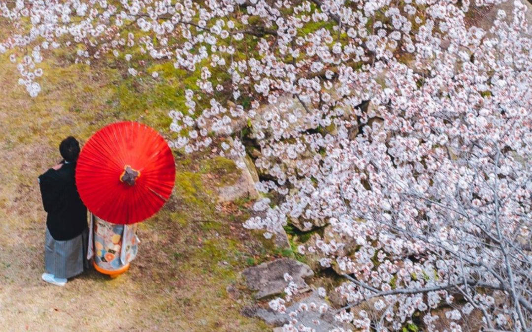 Giappone: Speciale fioritura dei ciliegi