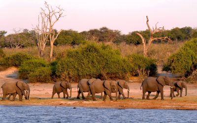 Glamping Safari in Botswana a luglio