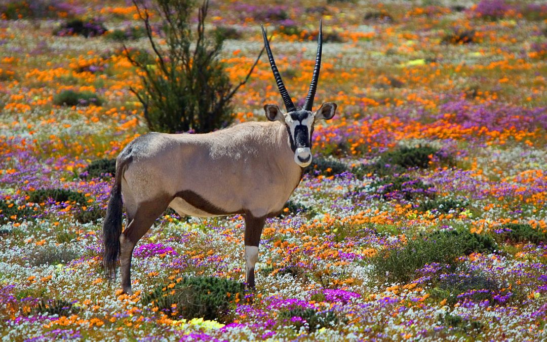 Sudafrica: Speciale fioritura nel deserto ad agosto