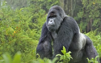 Uganda