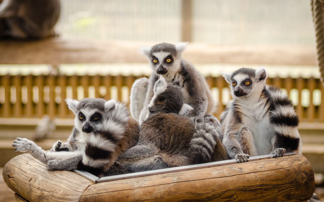 Madagascar – Speciale Estate