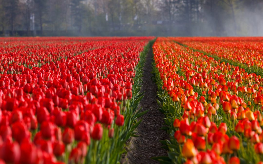 Belgio e Olanda