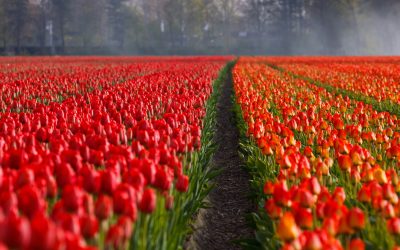 Belgio e Olanda